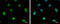 NOP56 Ribonucleoprotein antibody, GTX130973, GeneTex, Immunofluorescence image 