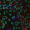 Claudin 6 antibody, MAB3656, R&D Systems, Immunofluorescence image 