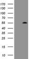 Zinc finger protein ZIC 3 antibody, CF808044, Origene, Western Blot image 