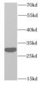 Ribosomal Protein S3 antibody, FNab07475, FineTest, Western Blot image 