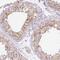 SRC antibody, HPA030875, Atlas Antibodies, Immunohistochemistry frozen image 