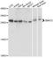 Zinc Finger Matrin-Type 2 antibody, A14354, ABclonal Technology, Western Blot image 