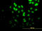 Diphthamide Biosynthesis 2 antibody, LS-C197073, Lifespan Biosciences, Immunofluorescence image 