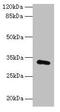 Family With Sequence Similarity 78 Member A antibody, CSB-PA711454LA01HU, Cusabio, Western Blot image 