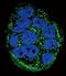 Integrin Subunit Beta 1 antibody, orb251610, Biorbyt, Immunofluorescence image 