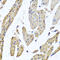 Mitochondrial Ribosomal Protein L12 antibody, 23-507, ProSci, Immunohistochemistry paraffin image 