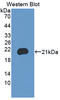 SMAP antibody, LS-C374373, Lifespan Biosciences, Western Blot image 
