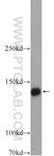 Protein WWC2 antibody, 24750-1-AP, Proteintech Group, Western Blot image 