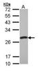 PIMT antibody, orb181673, Biorbyt, Western Blot image 