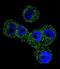 Serpin B5 antibody, LS-C164042, Lifespan Biosciences, Immunofluorescence image 