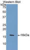 Platelet Derived Growth Factor Subunit A antibody, LS-C302248, Lifespan Biosciences, Western Blot image 