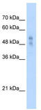 Purinergic Receptor P2X 1 antibody, TA338532, Origene, Western Blot image 