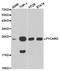 PYD And CARD Domain Containing antibody, TA326968, Origene, Western Blot image 