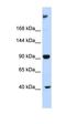 Multiple PDZ Domain Crumbs Cell Polarity Complex Component antibody, orb325042, Biorbyt, Western Blot image 