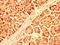Ubiquitin Protein Ligase E3 Component N-Recognin 1 antibody, LS-C673374, Lifespan Biosciences, Immunohistochemistry paraffin image 