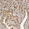 Neogenin 1 antibody, HPA027804, Atlas Antibodies, Immunohistochemistry paraffin image 