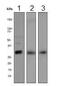 Hes-1 antibody, ab108937, Abcam, Western Blot image 