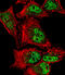Myocyte-specific enhancer factor 2C antibody, A01131, Boster Biological Technology, Immunofluorescence image 
