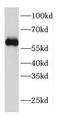 Cleavage and polyadenylation specificity factor subunit 6 antibody, FNab01940, FineTest, Western Blot image 