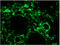 Vimentin antibody, BM6008F, Origene, Immunohistochemistry paraffin image 