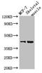 USP18 antibody, LS-C679953, Lifespan Biosciences, Western Blot image 