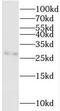 Phosphoglycerate Mutase 2 antibody, FNab06346, FineTest, Western Blot image 