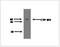 Cytochrome P450 Family 8 Subfamily B Member 1 antibody, NBP2-50218, Novus Biologicals, Western Blot image 