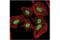 YY1 Transcription Factor antibody, 46395S, Cell Signaling Technology, Immunofluorescence image 