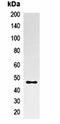 Microcephalin antibody, orb323007, Biorbyt, Immunoprecipitation image 