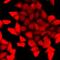 Proteasome subunit alpha type-3 antibody, orb411979, Biorbyt, Immunofluorescence image 