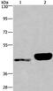 Ectonucleotide pyrophosphatase/phosphodiesterase family member 4 antibody, PA5-50655, Invitrogen Antibodies, Western Blot image 
