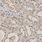ATPase H+ Transporting Accessory Protein 1 antibody, LS-C331352, Lifespan Biosciences, Immunohistochemistry frozen image 