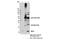 Mitochondrial Pyruvate Carrier 1 antibody, 14462S, Cell Signaling Technology, Immunoprecipitation image 