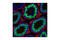 NUT Midline Carcinoma Family Member 1 antibody, 3625S, Cell Signaling Technology, Immunofluorescence image 