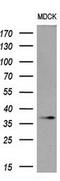 POU Class 5 Homeobox 1 antibody, GTX83850, GeneTex, Western Blot image 
