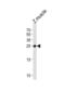 Dual specificity protein phosphatase 22-A antibody, abx034972, Abbexa, Western Blot image 