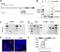 GAPDH antibody, NBP2-27103, Novus Biologicals, Western Blot image 