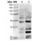 Dibromotyrosine antibody, MA5-27558, Invitrogen Antibodies, Western Blot image 