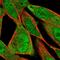 FXYD Domain Containing Ion Transport Regulator 6 antibody, PA5-65327, Invitrogen Antibodies, Immunofluorescence image 