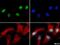Histone Cluster 2 H3 Family Member D antibody, NB21-1062, Novus Biologicals, Immunocytochemistry image 