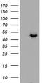 Alcohol Dehydrogenase 7 (Class IV), Mu Or Sigma Polypeptide antibody, TA504874AM, Origene, Western Blot image 