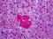 Arginine Vasopressin Receptor 1B antibody, TA318560, Origene, Immunohistochemistry paraffin image 