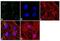 Superoxide Dismutase 2 antibody, MA1-106, Invitrogen Antibodies, Immunofluorescence image 