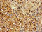 Regucalcin antibody, orb401672, Biorbyt, Immunohistochemistry paraffin image 