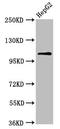 Ubiquitin carboxyl-terminal hydrolase 4 antibody, LS-C671333, Lifespan Biosciences, Western Blot image 