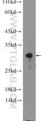 CWC15 Spliceosome Associated Protein Homolog antibody, 25293-1-AP, Proteintech Group, Western Blot image 