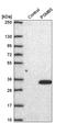 Proteasome Subunit Beta 5 antibody, HPA061796, Atlas Antibodies, Western Blot image 