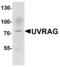 UV Radiation Resistance Associated antibody, MBS153677, MyBioSource, Western Blot image 