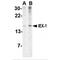 Immediate Early Response 3 antibody, MBS150639, MyBioSource, Western Blot image 