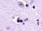 Lysophosphatidic Acid Receptor 1 antibody, LS-A211, Lifespan Biosciences, Immunohistochemistry frozen image 